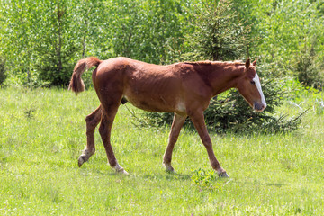Fototapeta premium Horse in the field