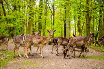 Deers on territory of medieval castle Blatna in spring time, Czech Republic