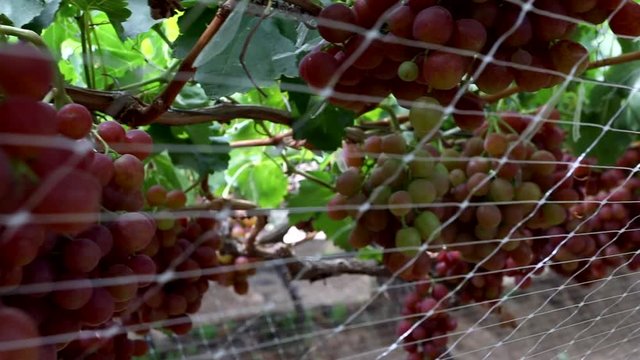 Close up footage of table grapes in a vineyard in south africa
