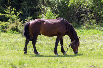 Horse in the field