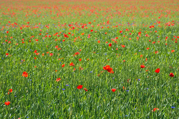 Fototapeta premium Wild red poppies growing in a wheat field in north east Italy.