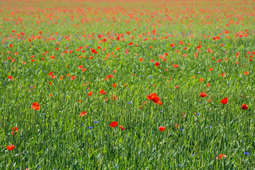 Wild red poppies growing in a wheat field in north east Italy.