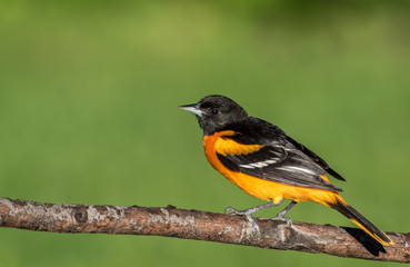 Baltimore Oriole (Icterus galbula) perched on branch green background room for text