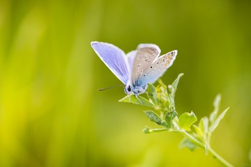 blue butterfly on a flower