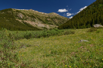 Fototapeta na wymiar flower meadows in Lake Creek Valley near Indepence Pass (Lake County, Colorado, USA)