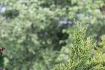 Fir tree brunch close up. Shallow focus. Fluffy fir tree brunch close up. Wallpaper concept. Copy space.