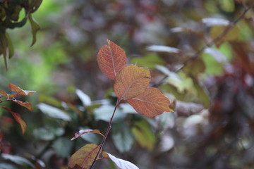 Fir tree brunch close up. Shallow focus. Fluffy fir tree brunch close up. Wallpaper concept. Copy space.