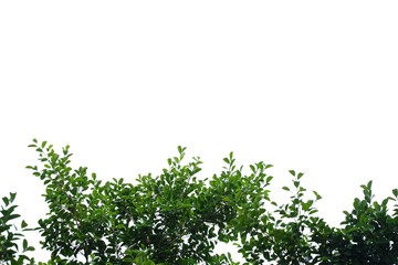 Tropical tree leaves with branches on white isolated background for green foliage backdrop 