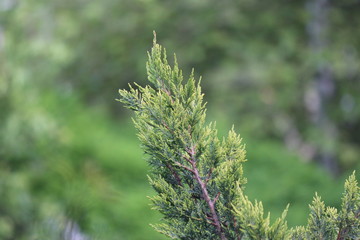 Fir tree brunch close up. Shallow focus. Fluffy fir tree brunch close up. Wallpaper concept. Copy space.