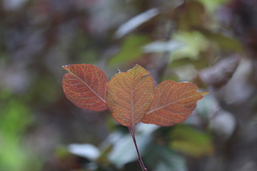 Fir tree brunch close up. Shallow focus. Fluffy fir tree brunch close up. Wallpaper concept. Copy space.