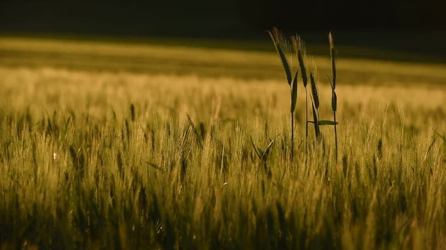 kłosy żyta kołyszące się na wietrze na tle ogromnego zielonego pola