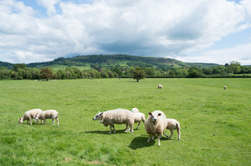 Fototapeta premium flock of sheep in a green land with sun