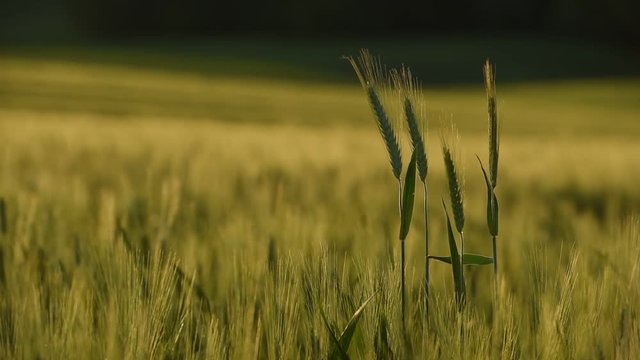 kłosy żyta kołyszące się na wietrze na tle ogromnego zielonego pola
