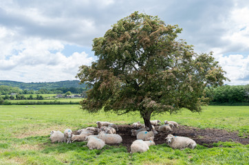 Obraz premium flock of sheep under a tree in a sunny day
