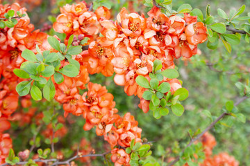 Pomarańczowe kwiaty pigwowca japońskiego © Monika