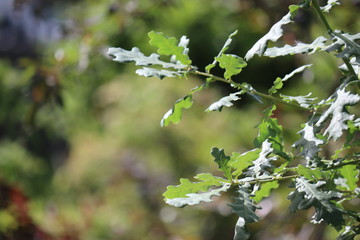 Fir tree brunch close up. Shallow focus. Fluffy fir tree brunch close up. Wallpaper concept. Copy space.