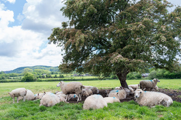 Obraz premium flock of sheep under a tree in a sunny day