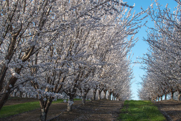 almond orchard