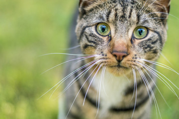 Young green-eyed Tabby Cat in green grass on a late spring afternoon