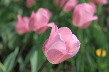 Beautiful delicate spring pink tulips on a delicate background