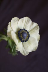 Beautiful flowers - Anemone coronaria  (Poppy Anemone)