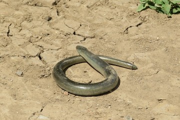 Obraz premium Slow worm on road