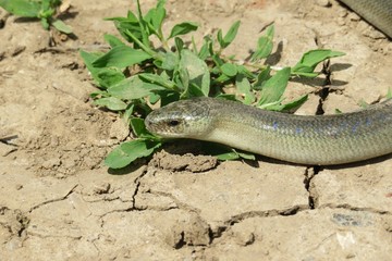 Slow worm (anguis fragilis) on ground, closeup
