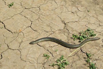Slow worm on road