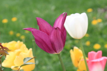 Beautiful spring tulip of lilac color surrounded by other tulips of bright colors on a green background
