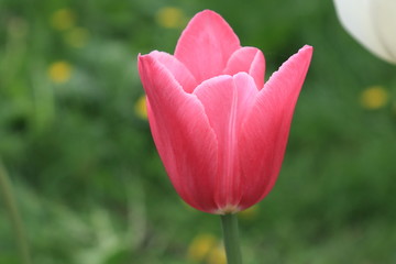Delicate pink spring tulip on a gentle spring background