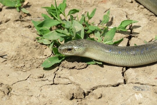 Slow Worm On Road