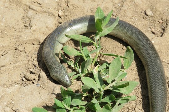 Slow Worm On Road