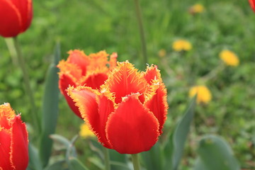 Spring red-yellow tulips on a background of grass and yellow dandelions