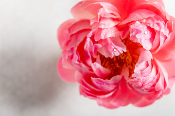Amazing pink peony on light background. Card Concept, copy space for text