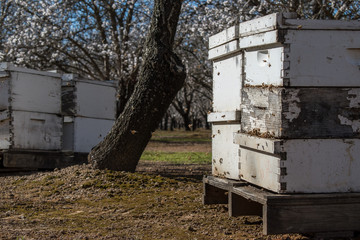 Fototapeta na wymiar bees in the orchard