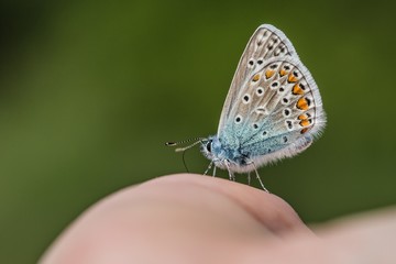 Fragile blue butterfly with orange, brown, white and blue colors and black spots sitting on palm. Blurry green background.