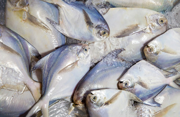 White Pomfret, fish .Fresh white Pomfret Fish in market preserved with salt and ice .fresh fish on ice in market and White pomfret fish sale in the fresh market.
