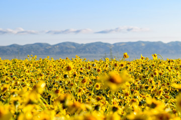 super bloom - field of flowers