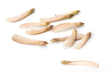 Maple seeds on white