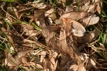 Maple seeds in grass