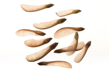 Maple seeds on white - backlit