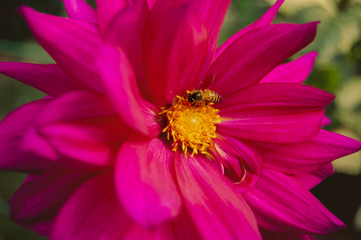 bee on flower