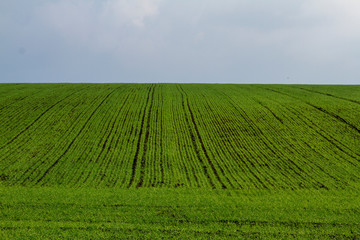 Field. Green field. Plowed field. Sowed field.