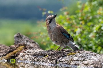 Closeup of Eurasian Jay- Garrulus glandarius in its natural habitat