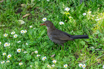 Female blackbird (Turdus merula) looking alerted in backyard