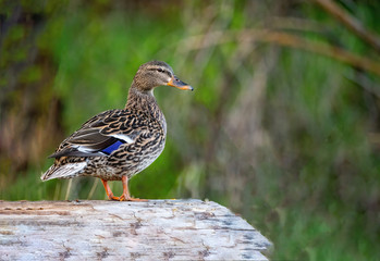 Female Mallard duck, mallard, eurasian wild duck, Anas platyrhynchos