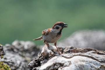 Eurasian tree sparrow (Passer Montanus)  sitting near a small pond in the forest
