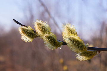 Closeup of a flowering twig of willow. Willow Branch with Catkins. Pussy Willow