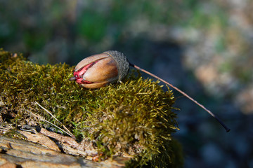 Acorn or oak nut slowly sprouting in early spring in the forest. Seedling of common oak. Spring oak sprout close up. Sprouted seed acorn, the birth of a new forest life. Wild nature