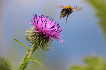 Bee on flower